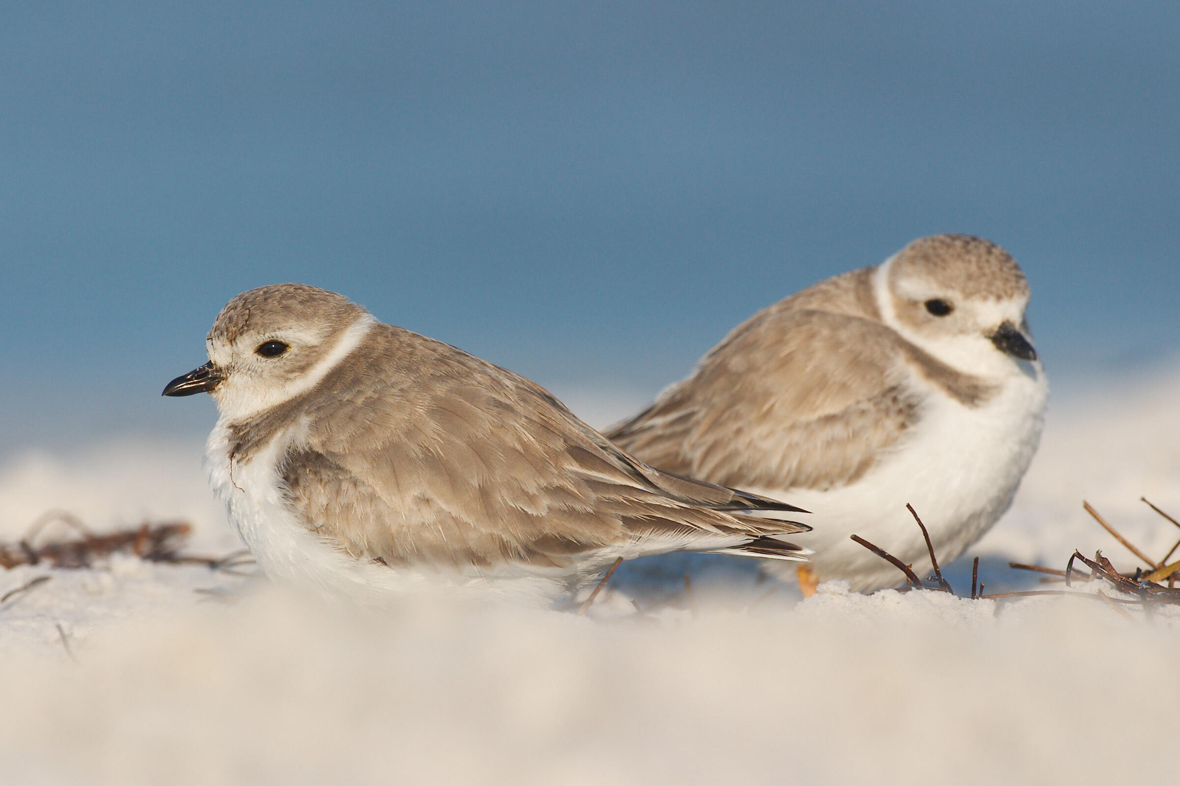 Piping Plover Audubon